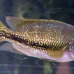 Vieja bifasciata (24-3-15 Loro Parque, det as Cichlasoma bifasciatum)