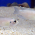 Neolamprologus brevis 'Sunspot' (5-8-17 Zoo Zajac)