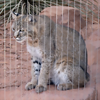 Lynx rufus (20-9-18 Burgers zoo)