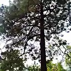 Pinus montezumae2