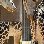 secrecions_girafa