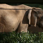 Zoo de Barcelona 20-10-10 087