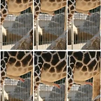 penis_girafa