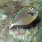 Naso elegans (21-8-11 Berlin Zoo-Aquarium)