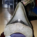 F T Carcharodon Megalodonte USA Cenozoico 20M 175