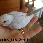 1 pollo  13-9-2011