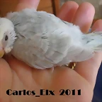 3 pollo  13-9-2011