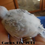 4 pollo  13-9-2011
