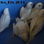 todos 15-9-2011