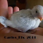 4  pollo  15-9-2011