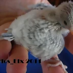 5  pollo  15-9-2011