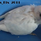2 pollo  15-9-2011