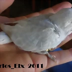 2 pollo 15-9-2011 1