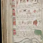 Manuscrito Voynich el libro que nadie puede leer