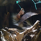 Didelphis pernigra (1-10-23 Zoo de Quito)