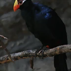 Zoo de Barcelona 30-04-11 i 01-05-11 515