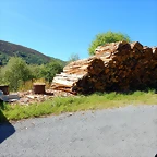 DSCN0981