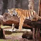 Tiger_Lounging_on_Tree