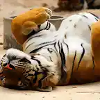 Tired-Tiger