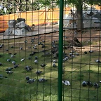 Zoo de Barcelona 12-04-11 080