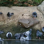 Zoo de Barcelona 07-09-2010 194