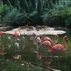Zoo de Barcelona 07-09-2010 235