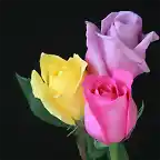 rosas tricolor