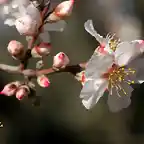 21, flor de almendro, marca