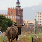 CosmoCaixa 08-12-11 i Zoo de Barcelona 11-12-2011 353