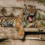 Zoo de Barcelona 27-03-11 1223