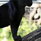 Zoo de Barcelona 27-03-11 1145