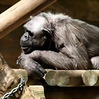 Zoo de Barcelona 03-04-11 173
