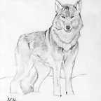 834457_Wolf_620