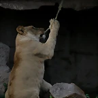 Zoo de Barcelona 27-03-11 1273