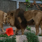Zoo de Barcelona 27-03-11 1238
