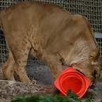 Zoo de Barcelona 27-03-11 1246