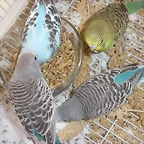 los 4 comiendo solos 5-10-10