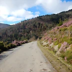 DSCN8985