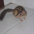 chipmunk Amy new (6)