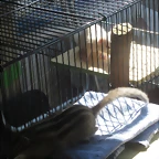 chipmunk Amy (5)