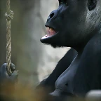 Zoo de Barcelona 11-12-2010 046