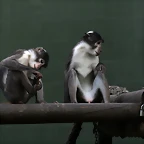 Zoo de Barcelona 11-12-2010 030