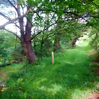 DSCN5205