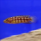 Julidochromis marlieri 2 (22-7-13 DendroAcua)