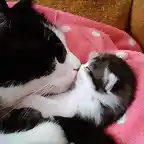 El beso del gato