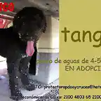 TANGO Sevilla