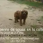 hembra x perro de aguas en la calle CADIZ