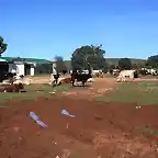 vacas