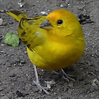 Sicalis flaveola 2 (1-10-23 Zoo de Quito)