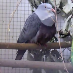Ducula carola (11-8-13 Zoo de Plzen, det Frantisek Tymr)